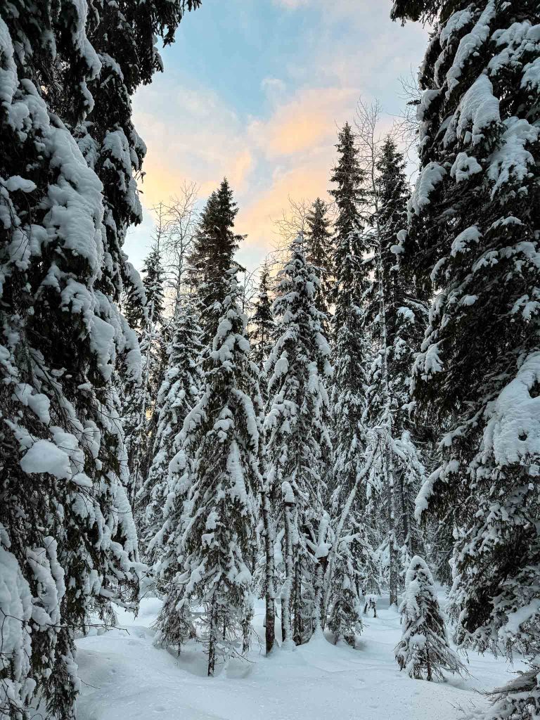 Besneeuwde bomen Finland