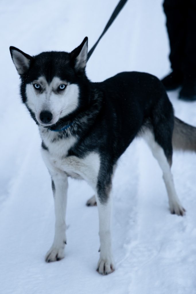 Husky in Finland
