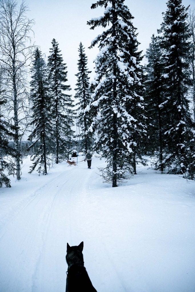 Husky wandelen