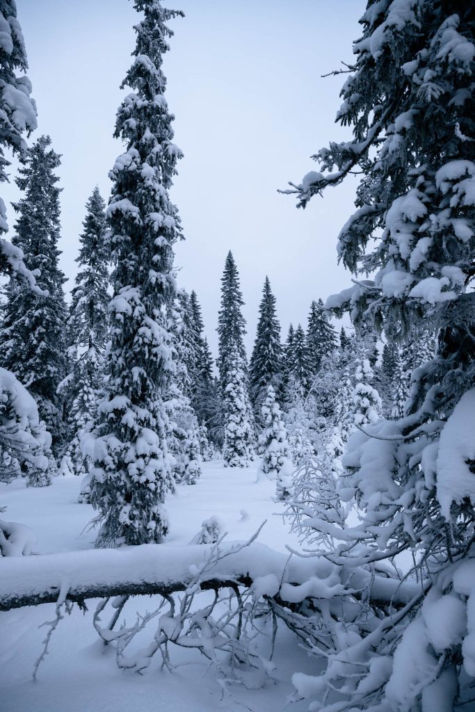 Besneeuwde bomen tijdens sneeuwschoenwandelen Paljakka