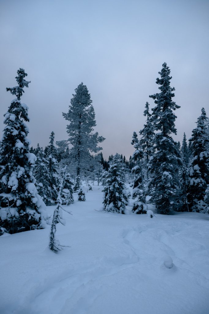 Besneeuwde bomen tijdens sneeuwschoenwandelen Paljakka
