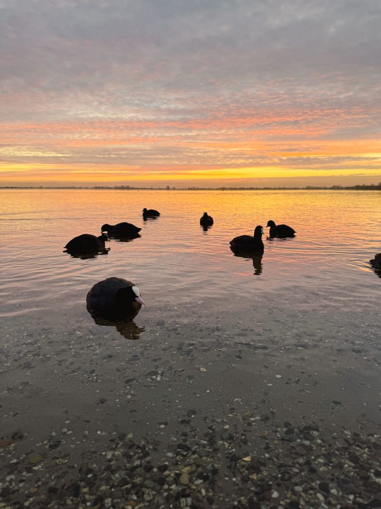 Zonsopgang bij de Reeuwijkse Plassen