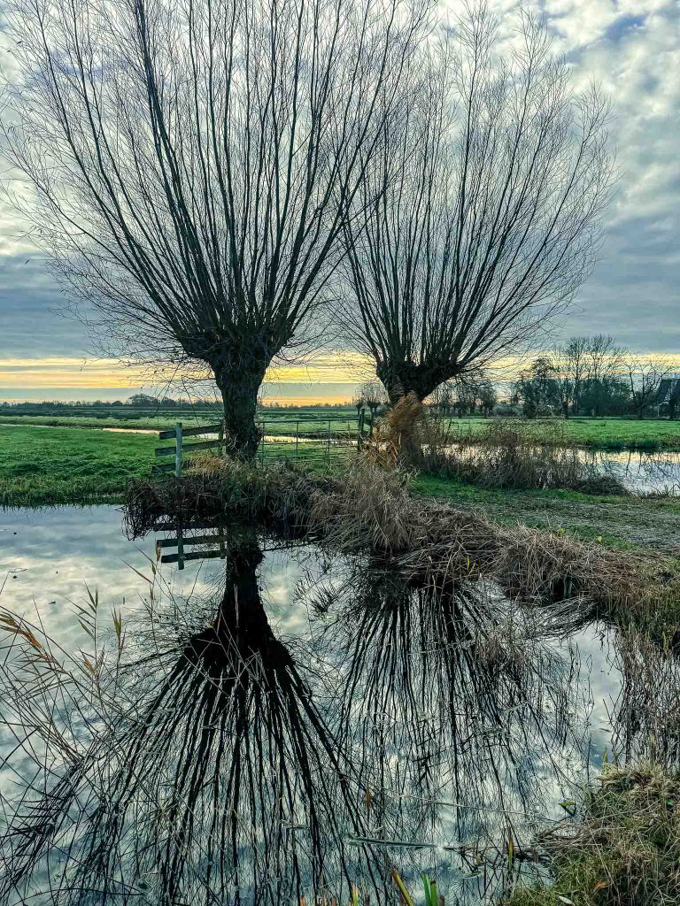 Knotwilgen bij de Reeuwijkse Plassen