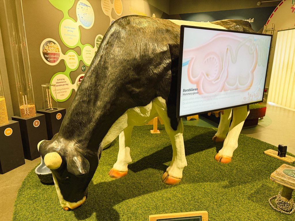 Gouda Cheese Experience in Gouda koeien melken