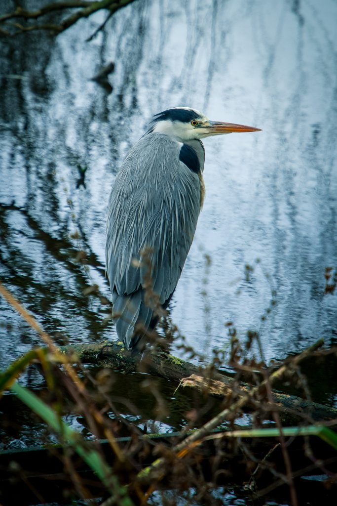 Veel reigers bij de Reeuwijkse Plassen