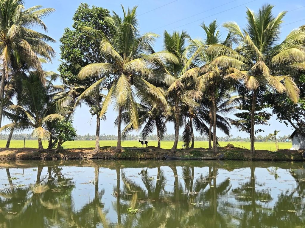 Je komt perfect tot rust in de backwaters van Kerala bij Alleppey