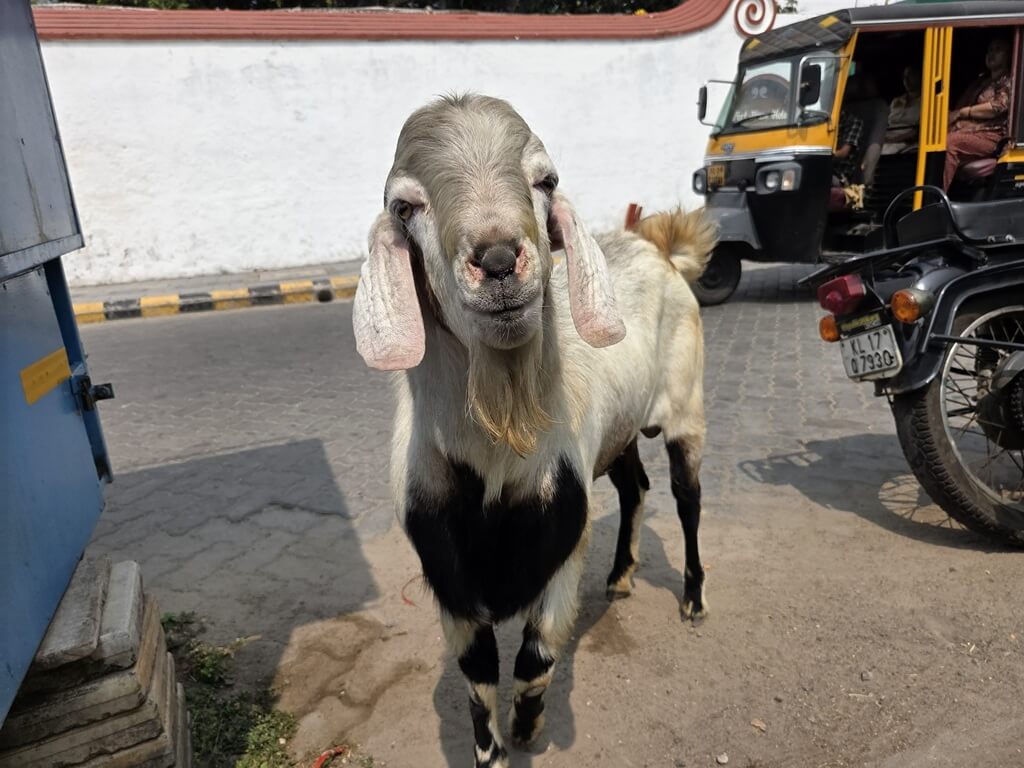 Overal kom je geitjes op straat tegen in Kochi