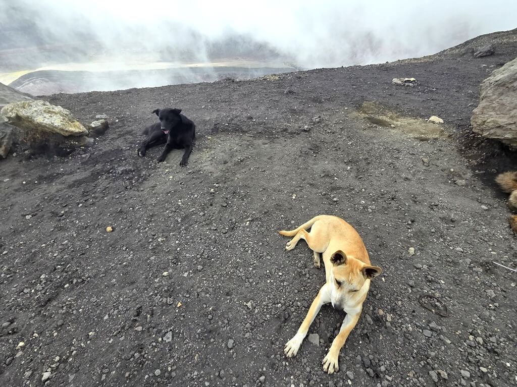Uiteraard zijn de straathonden ook boven op de vulkaan te vinden