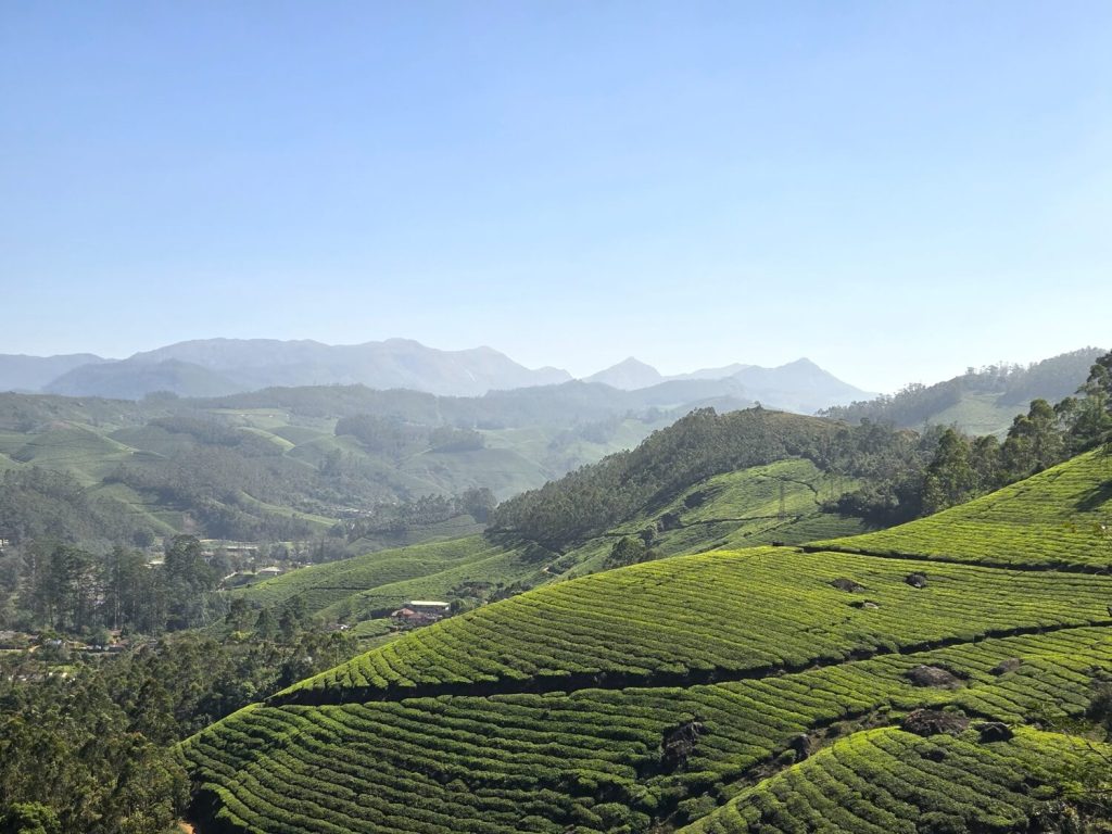 Rondom Munnar kun je prachtig wandelen rond de theevelden