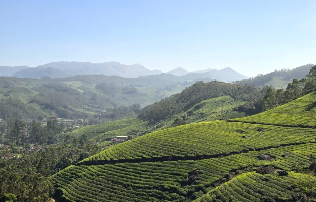 Rondom Munnar kun je prachtig wandelen rond de theevelden