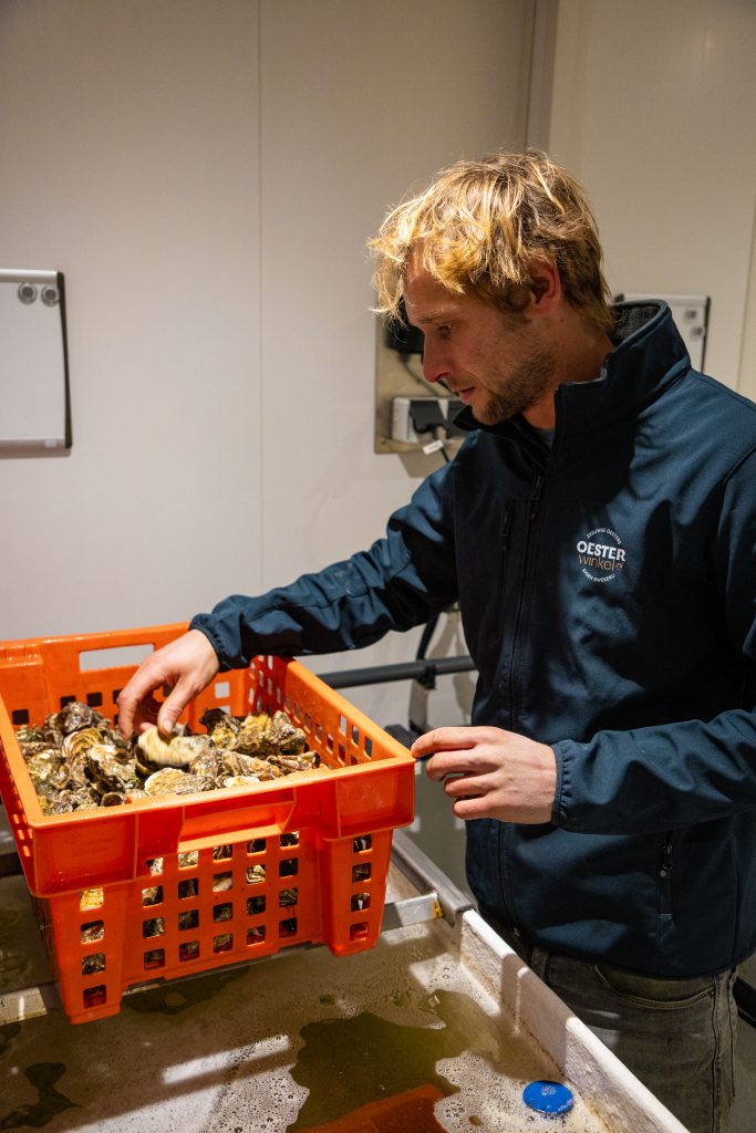 Oesters in Schouwen Duiveland