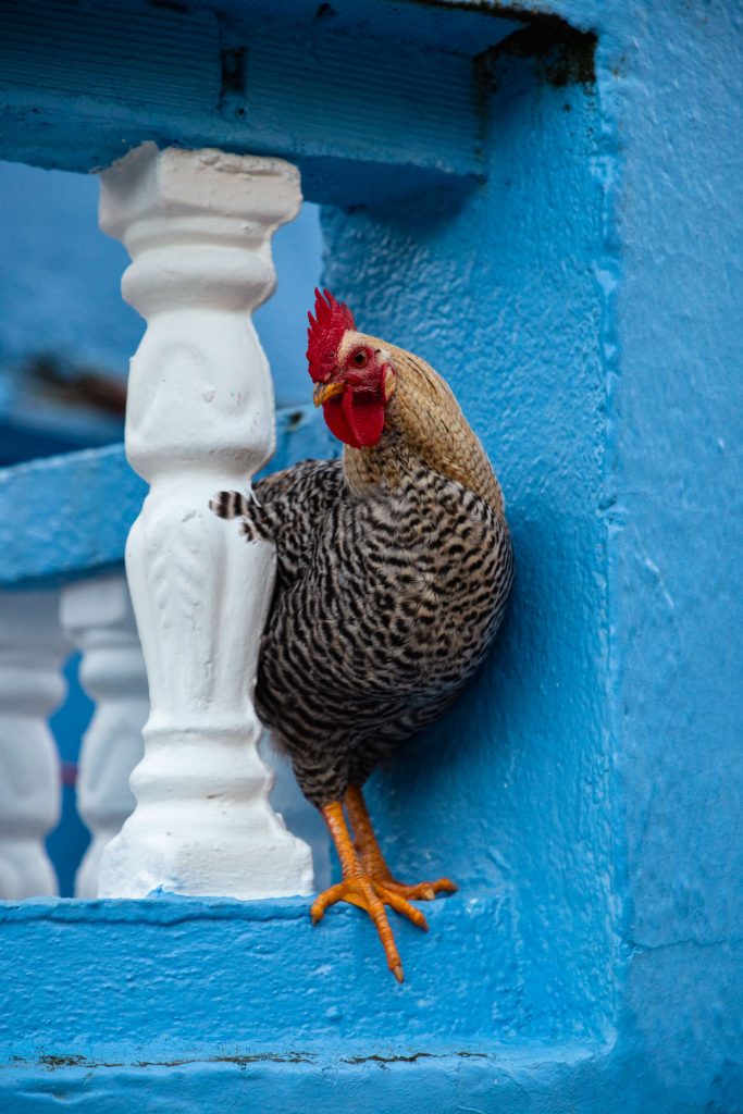 Haan in Chefchaouen