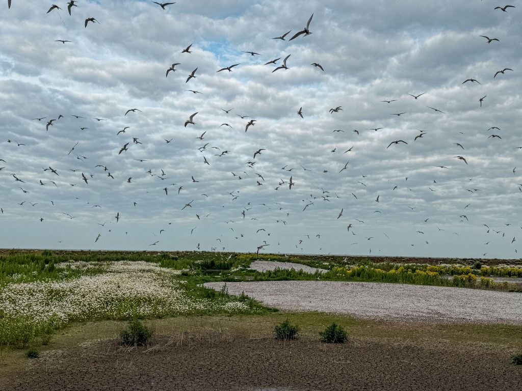 Vogels op de Marker Wadden