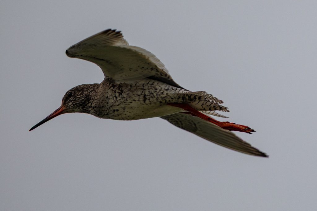 Vogels op de Marker Wadden