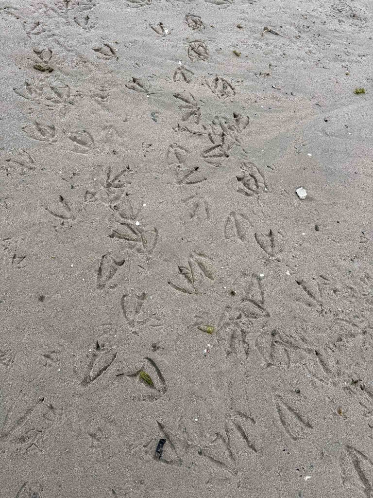Vogels op de Marker Wadden