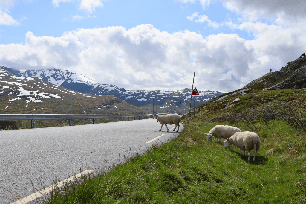Rijd je de route zelf? Kijk dan uit voor overstekende schapen op de weg