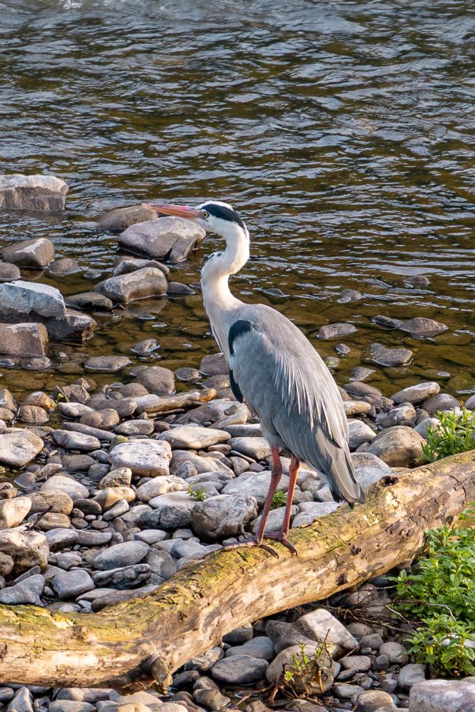 Reiger langs de Ourthe