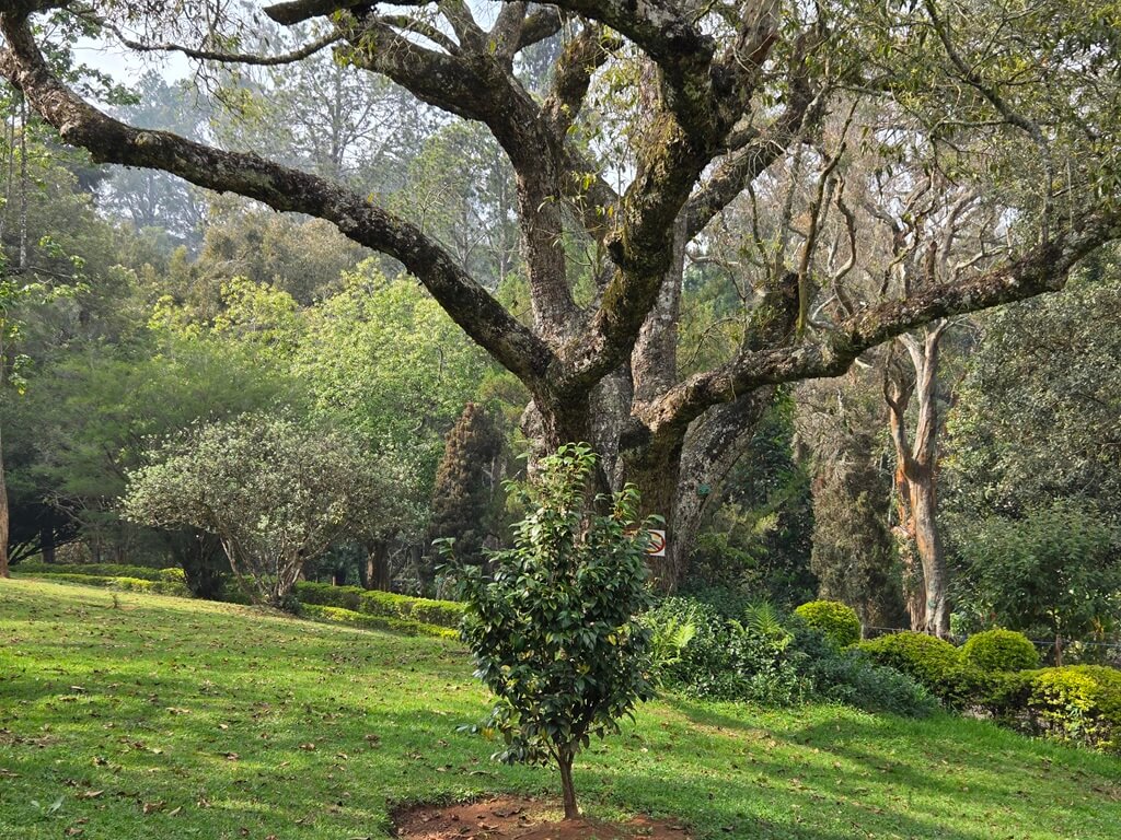 De botanische tuin in Coonoor is mooier dan die in Ooty