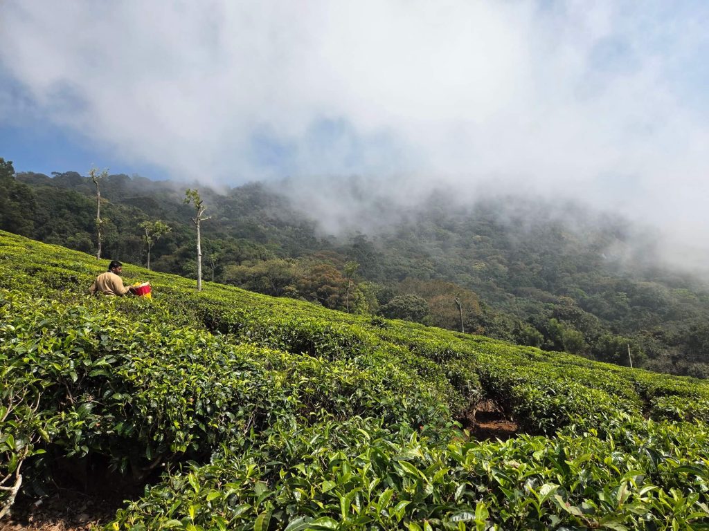 Ooty en Coonoor liggen tussen de theevelden