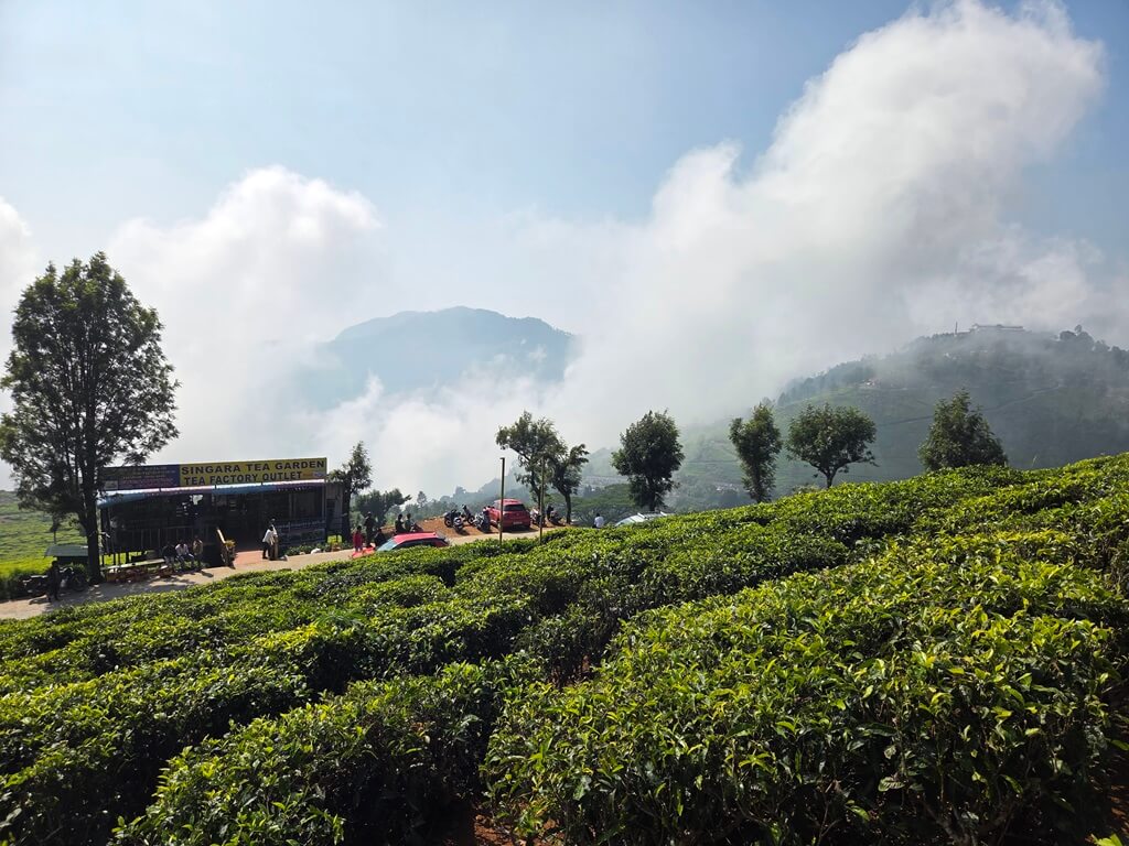 De uitzichten over de theevelden in Ooty zijn wonderschoon