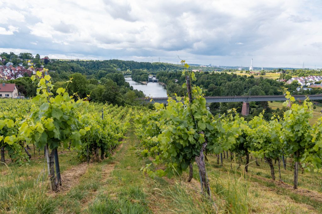 Wijnvelden langs de Neckar