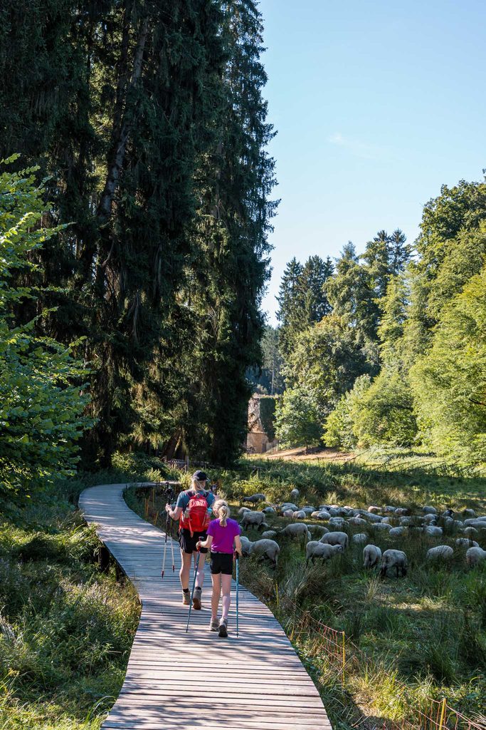 Mullerthal Trail hike Beaufort - Berdorf Hike Tribe