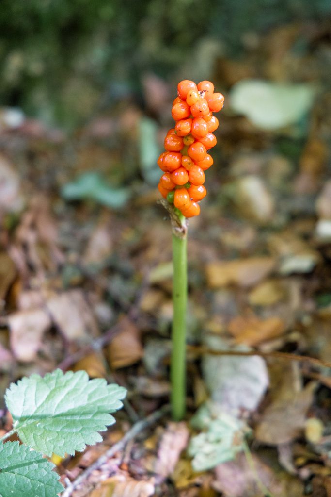 Mullerthal Trail hike Beaufort - Berdorf Hike Tribe