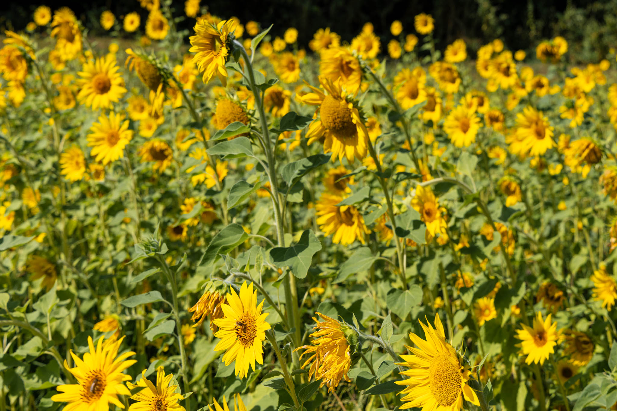 Zonnebloemen bij Meer van Echternach