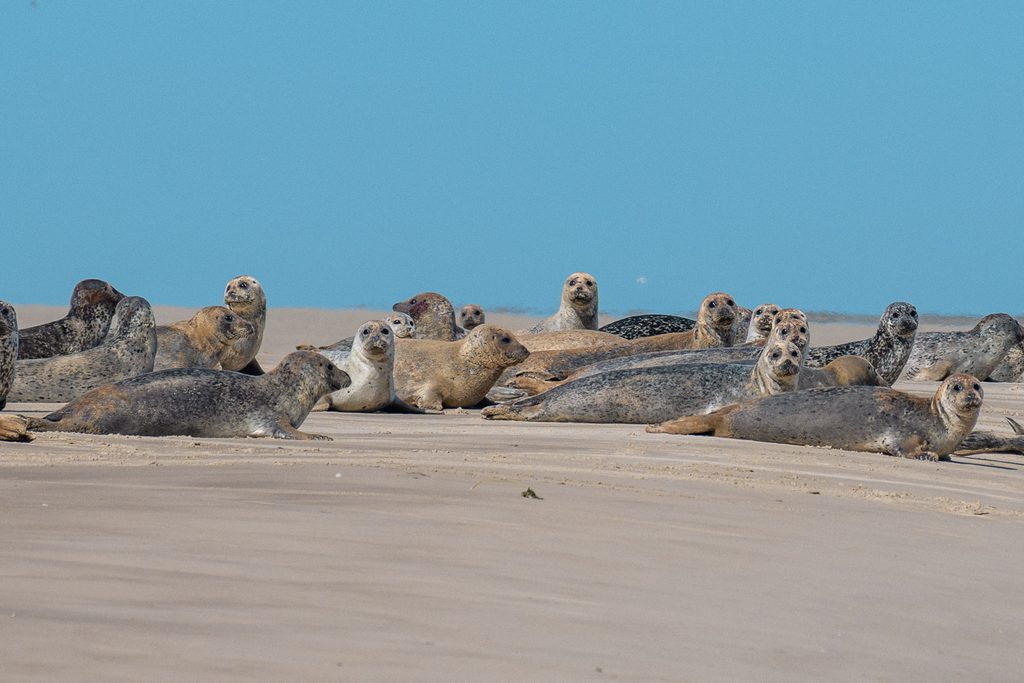 Zeehonden bij Cap Hornul