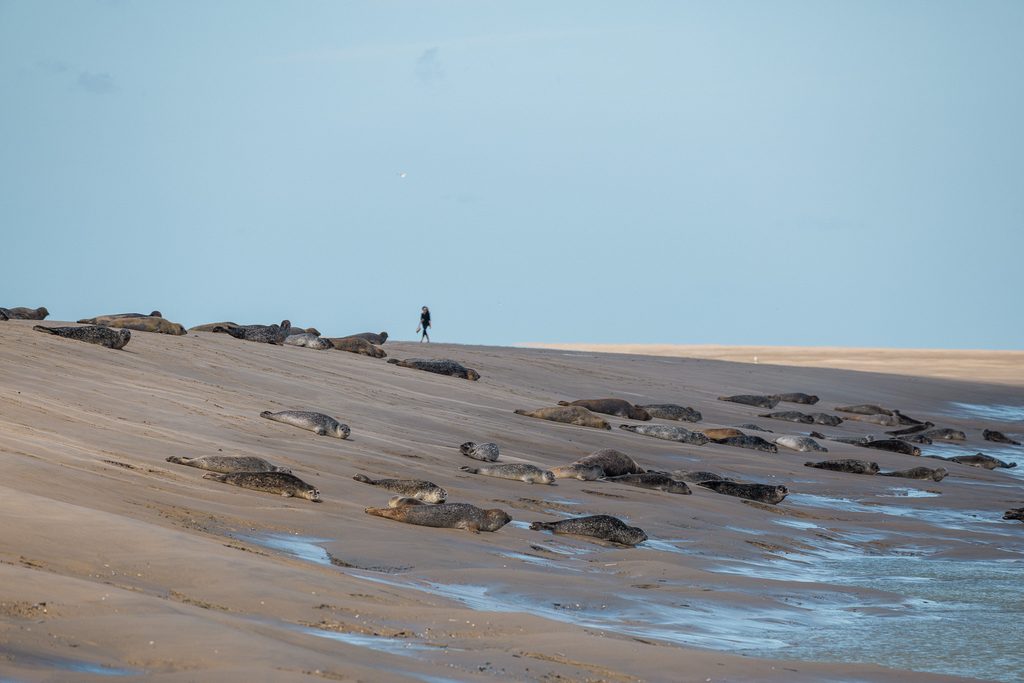 Zeehonden op het strand bij Le Hourdel in de baai van Somme
