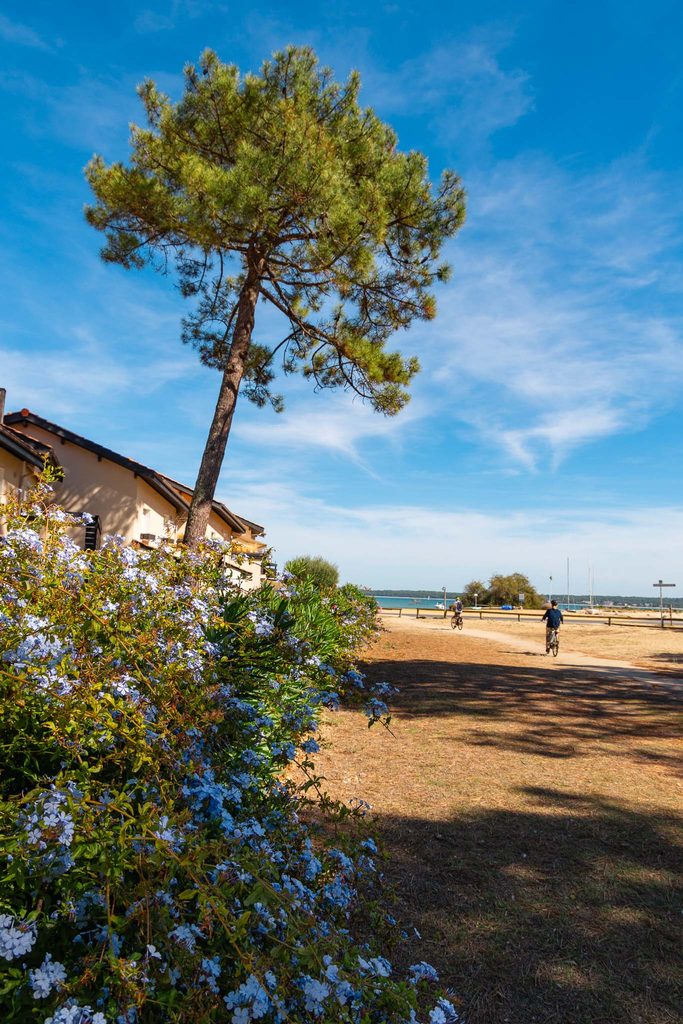 Bloemen op Cap Ferret