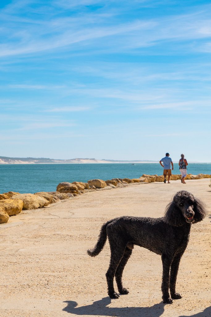Poedel op Cap Ferret