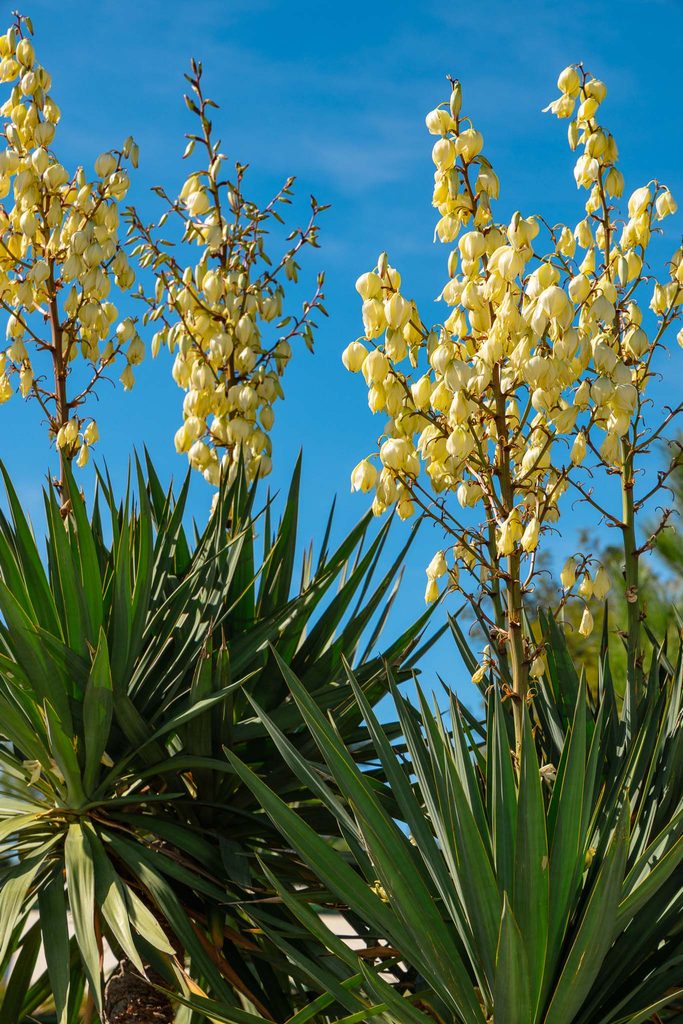 Tropische planten in Cap Ferret