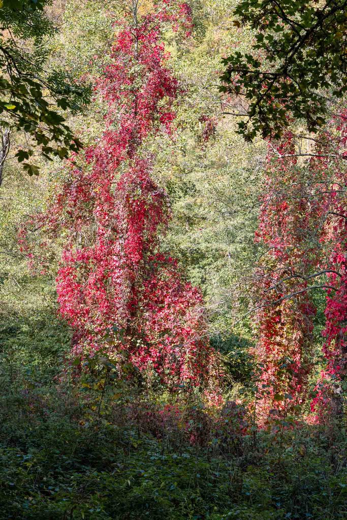 Durbuy in de herfst