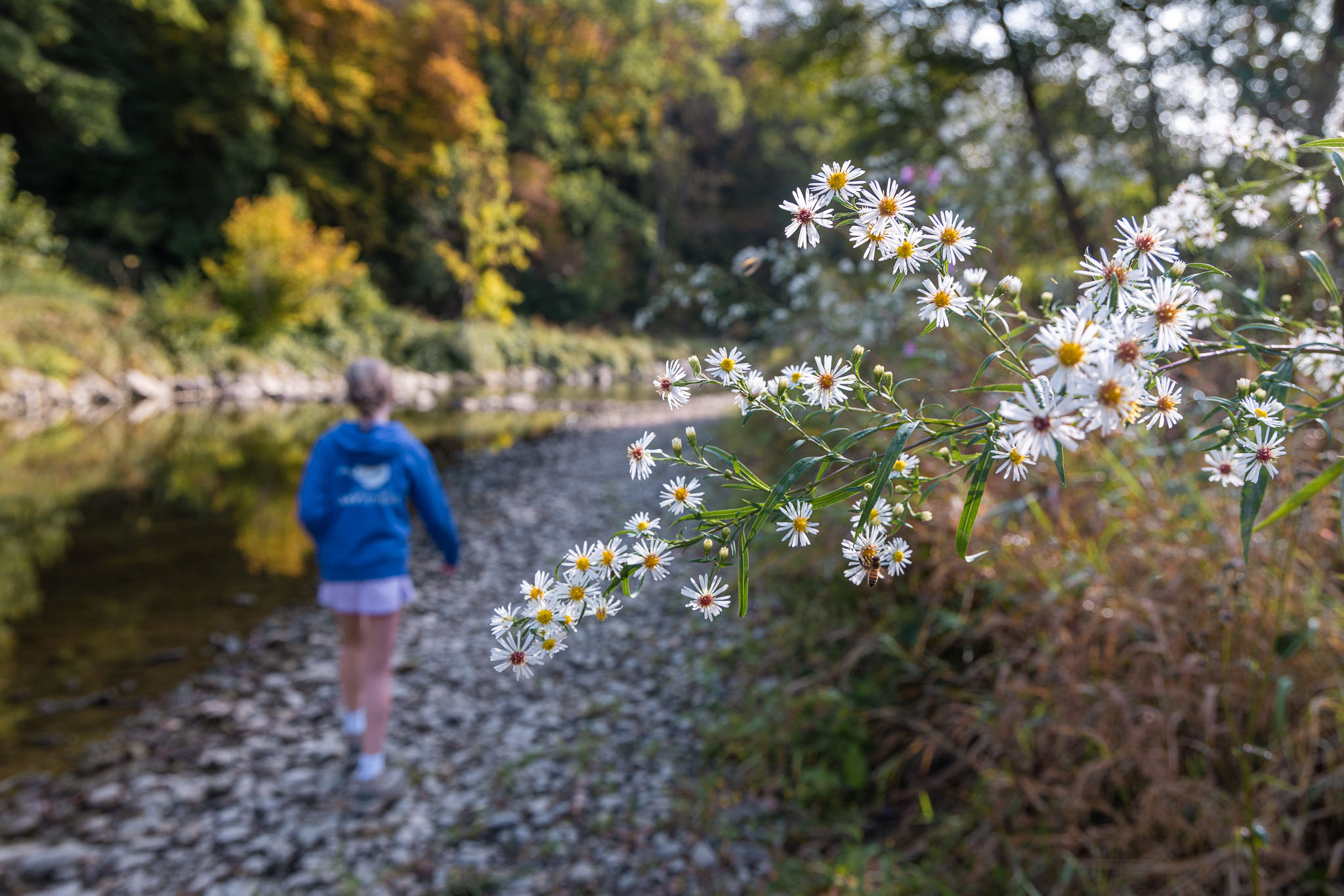 Groene wandelroute van Durbuy