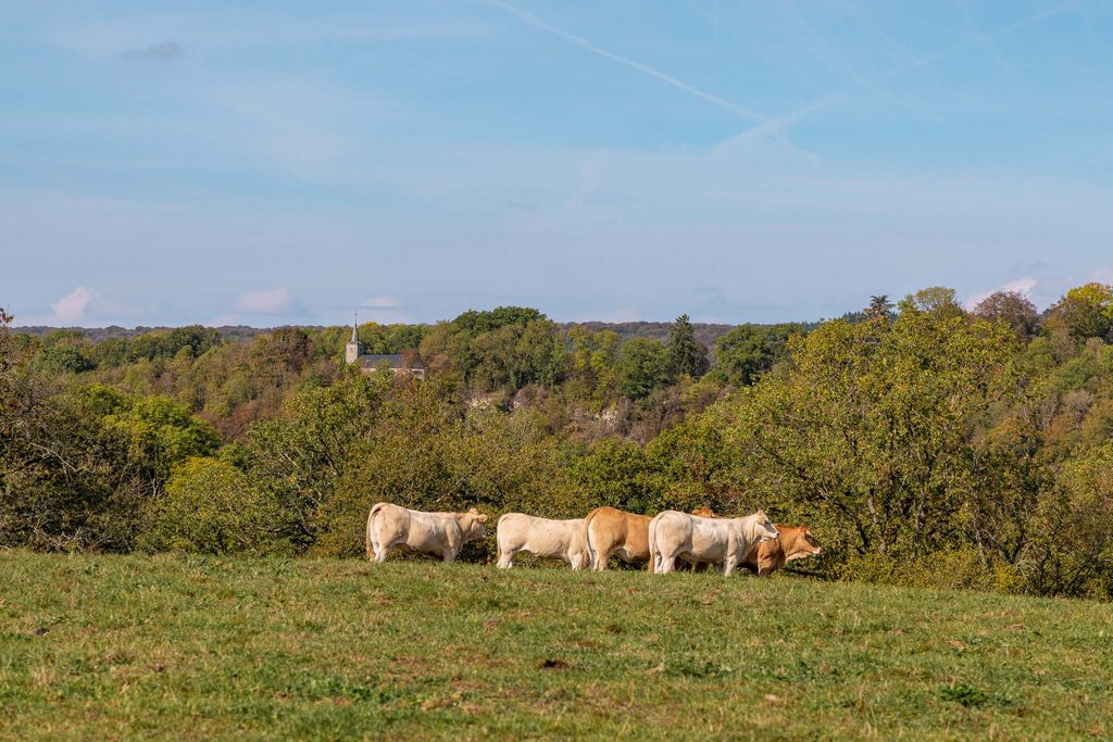 Uitzicht tijdens groene wandeling Durbuy