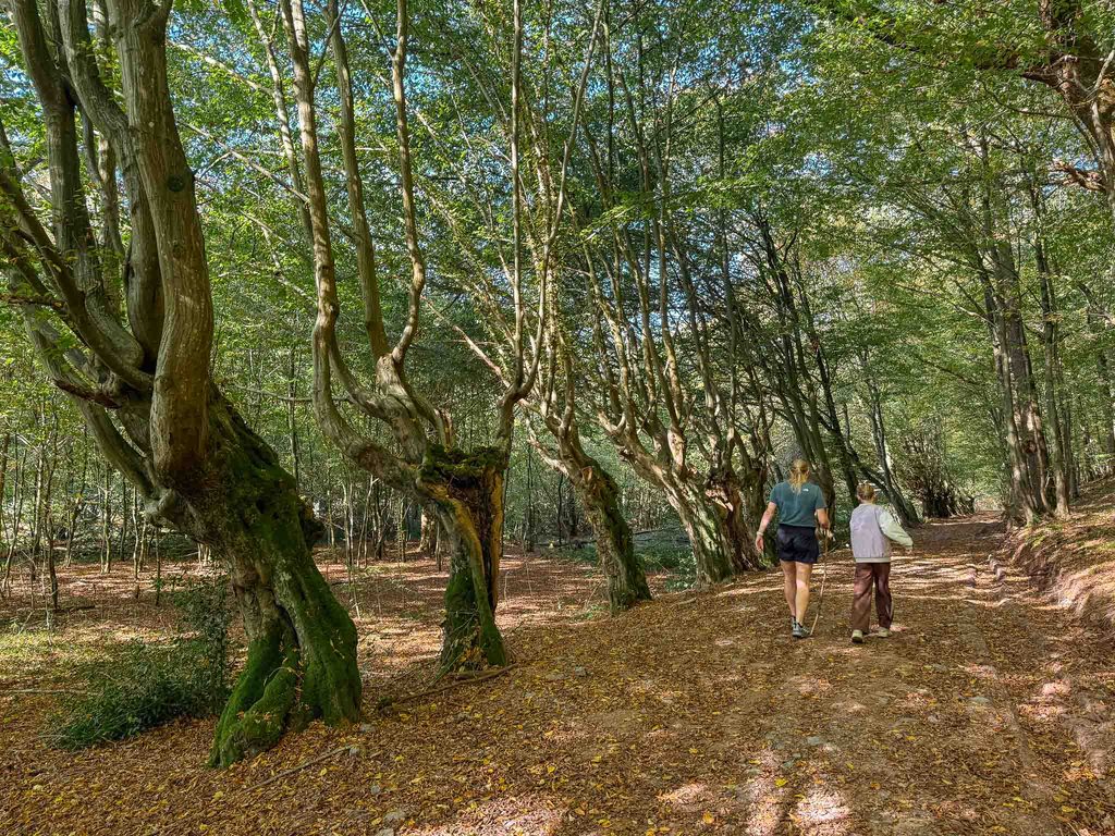 Hiken in de bossen bij Speeltuin Landal Val de Bois Durbuy